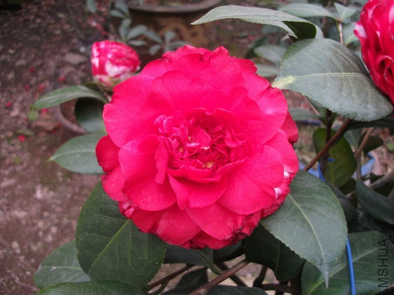 DSCF7030_����.jpg