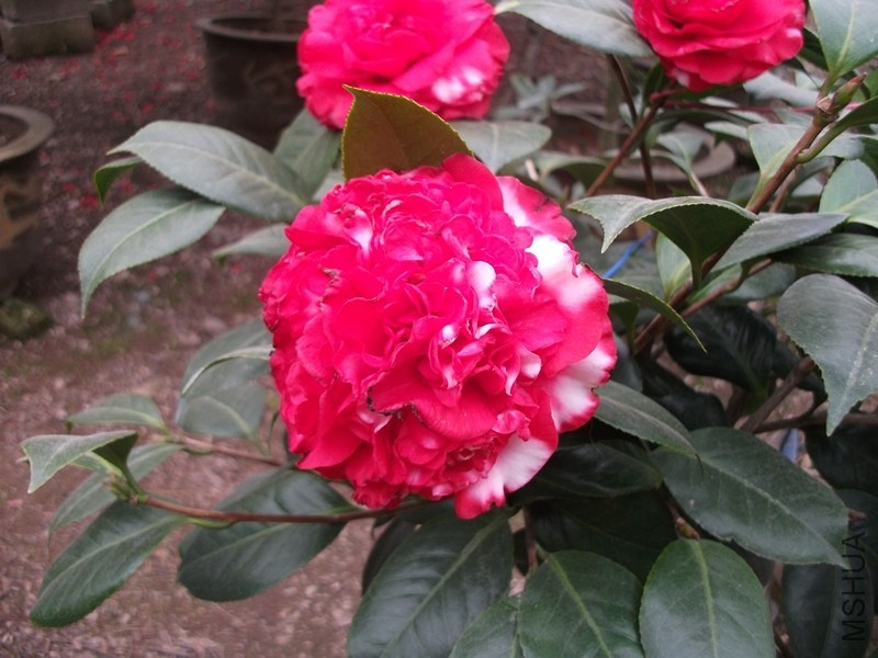 DSCF7033_����.jpg