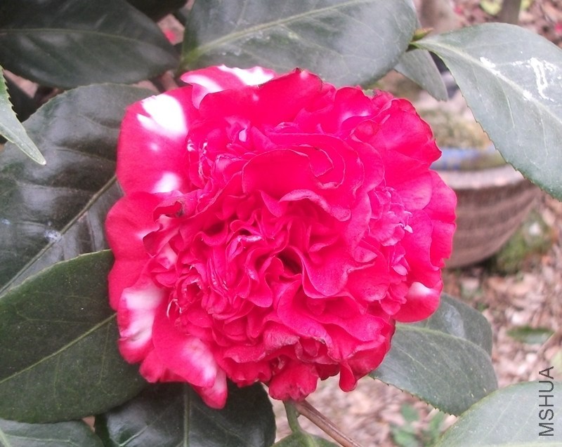 DSCF7065_����.jpg