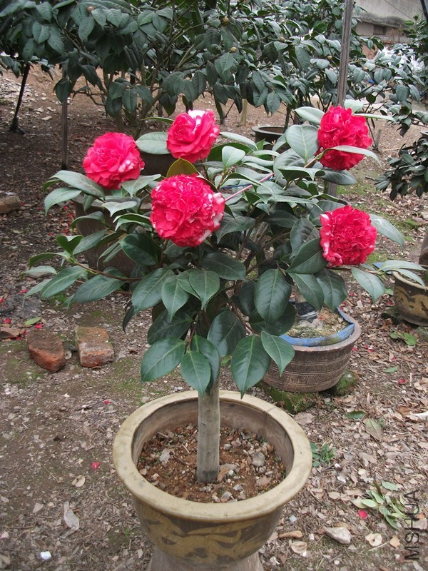DSCF7071_����.jpg