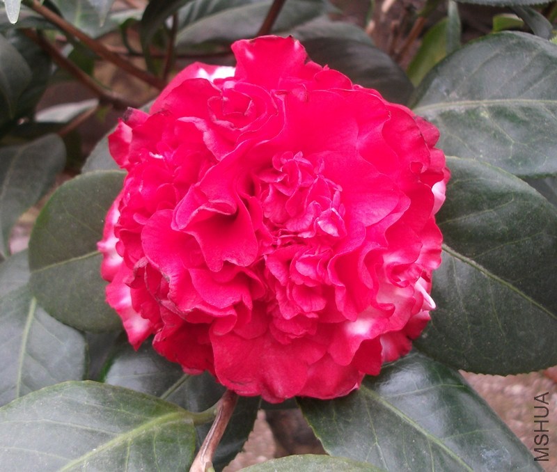 DSCF7074_����.jpg