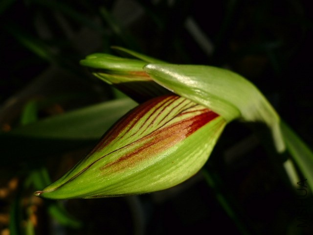 P1090278.JPG