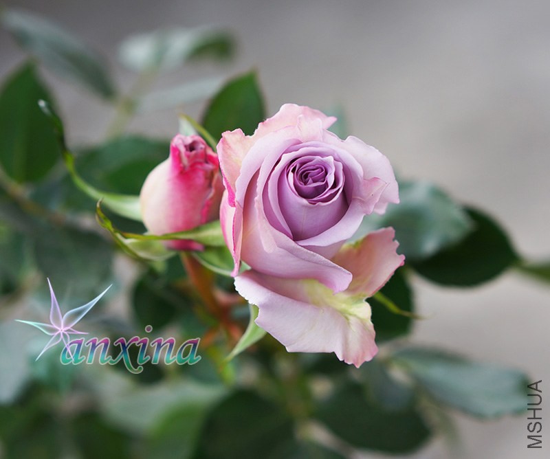 DSC07407.jpg
