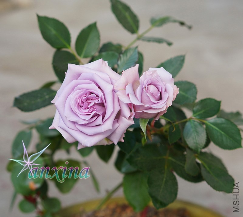 DSC07447.jpg