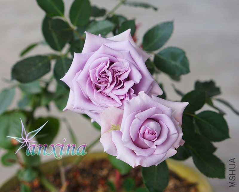 DSC07495.jpg