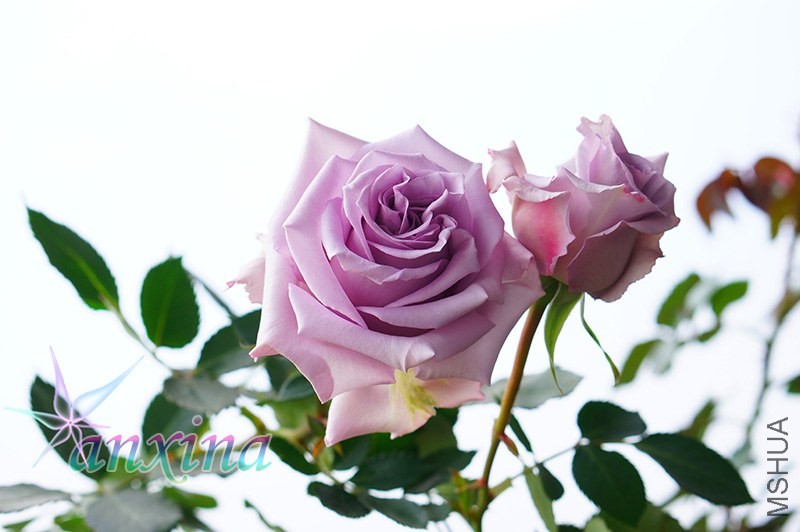DSC07453.jpg