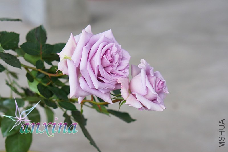 DSC07496.jpg
