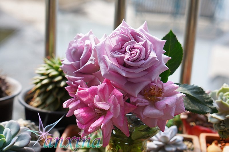 DSC07518.jpg
