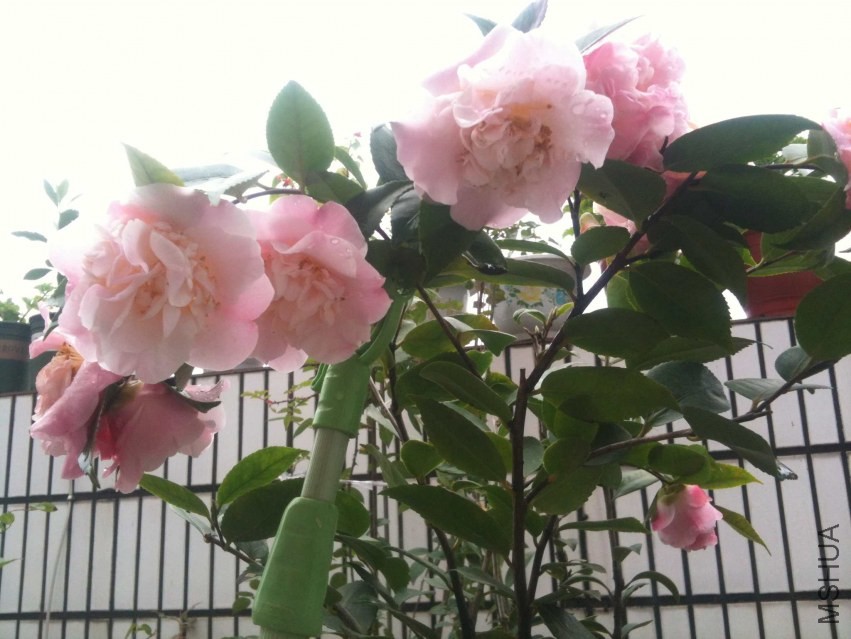 2014-02-06 090531.jpg