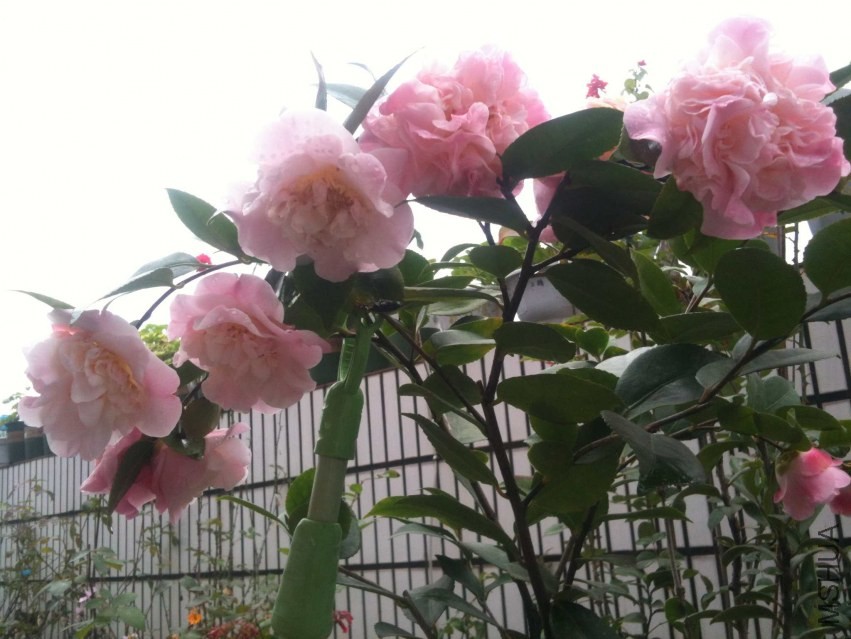 2014-02-06 090540.jpg