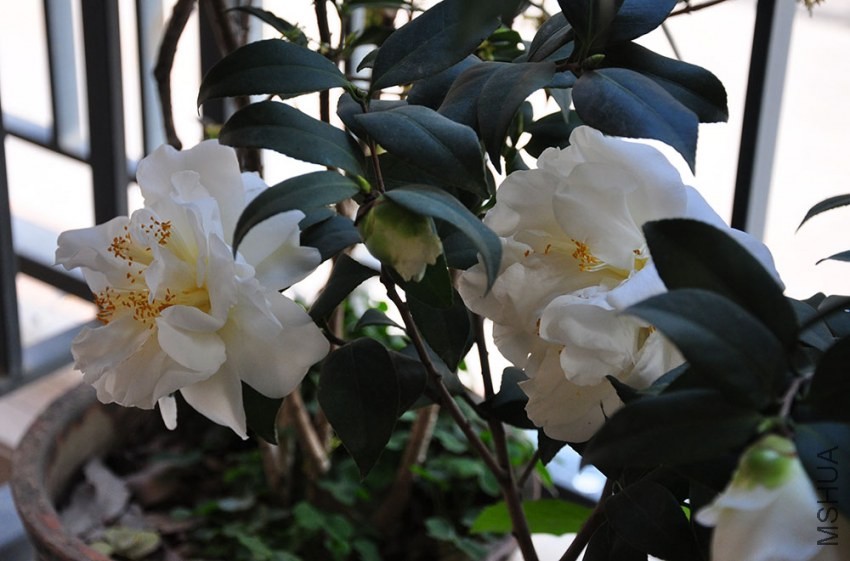 DSC_0771.JPG