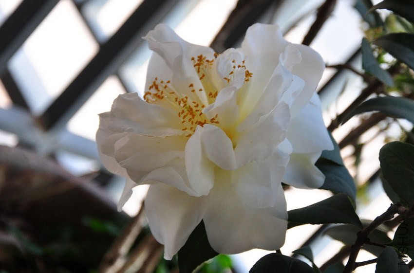 DSC_0775.JPG