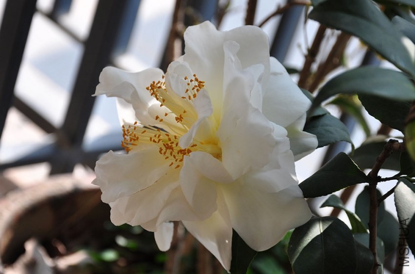 DSC_0781.JPG