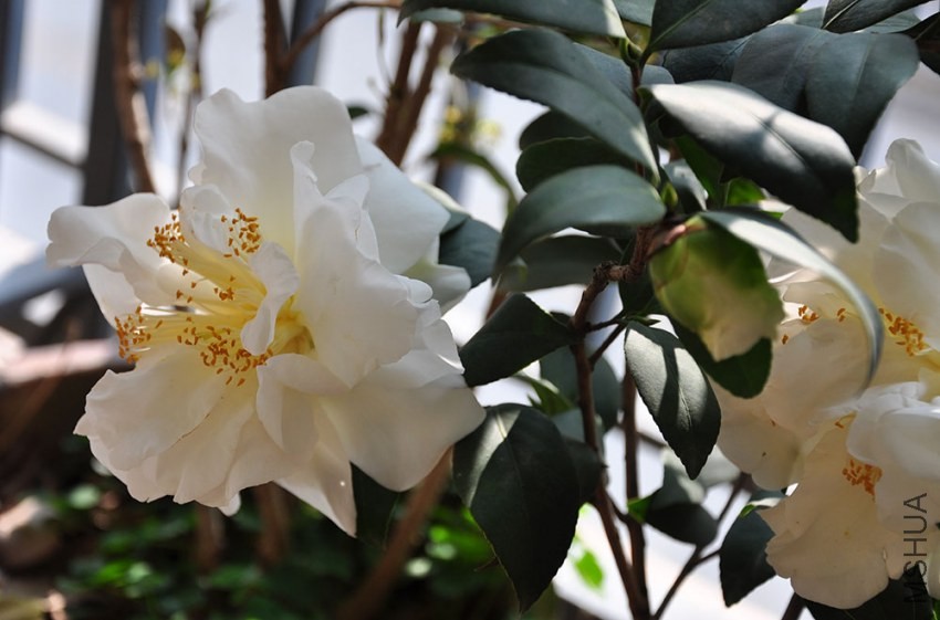 DSC_0782.JPG