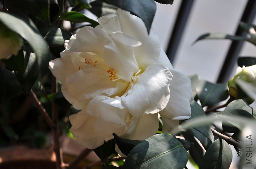 DSC_0784.JPG
