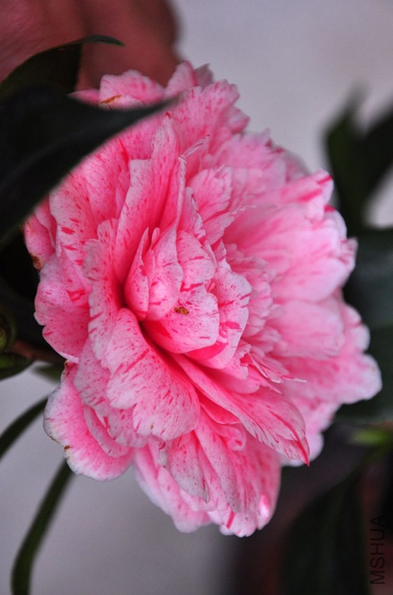 DSC_0810.JPG