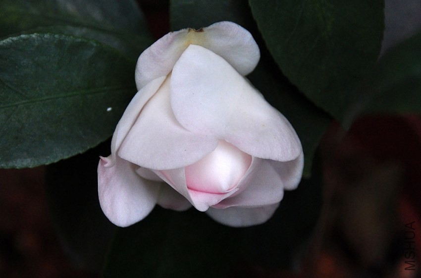 DSC_0811.JPG