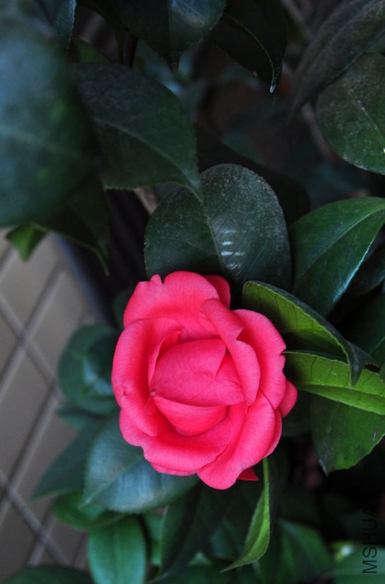DSC_0797.JPG