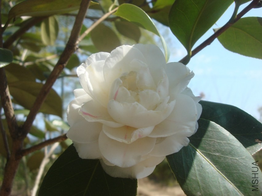 DSC00007_����.jpg