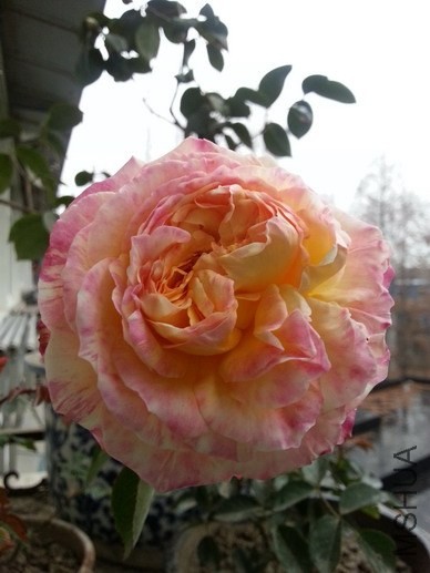 20140205_102418_��С��С.jpg