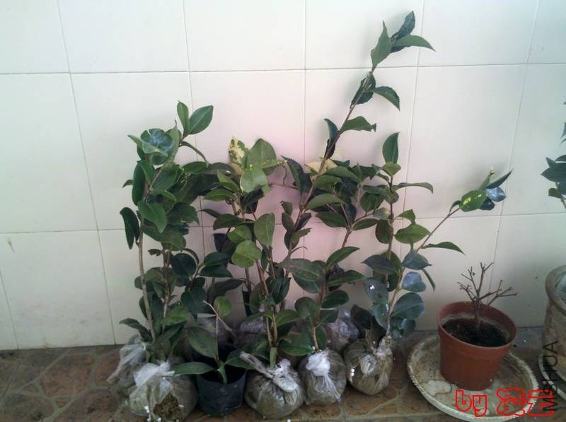 2013-03-17_15-35-10_837.jpg