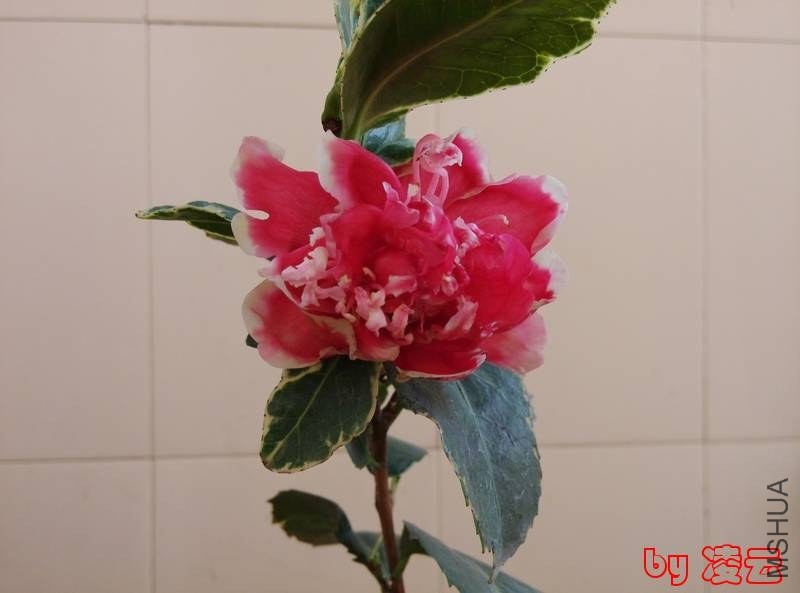 IMG_20131224_121958.jpg