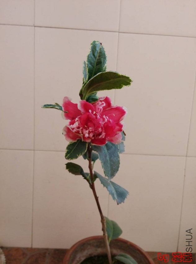 IMG_20131224_121941.jpg