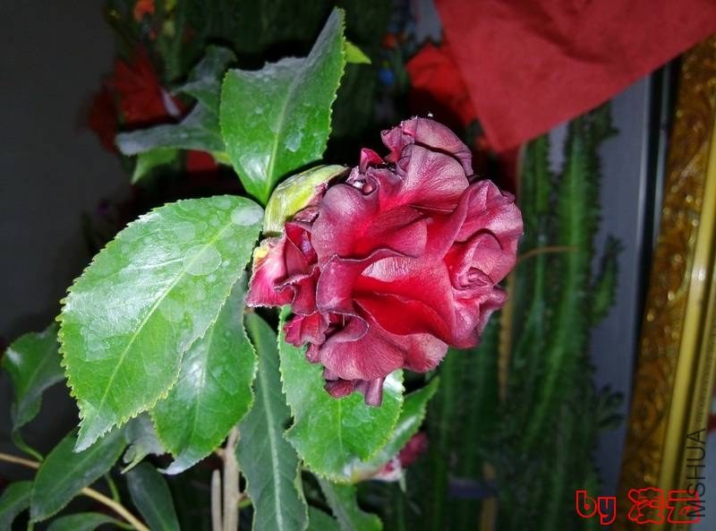 IMG_20140130_093331.jpg