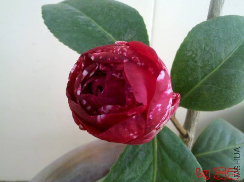 2013-11-29_12-56-14_48.jpg