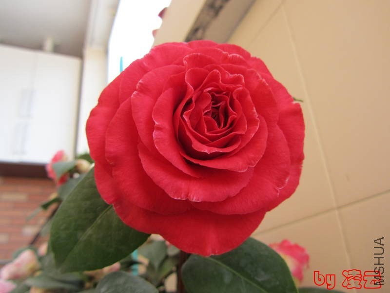 IMG_0015.jpg