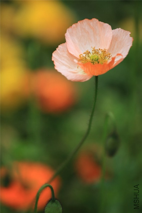 ������������� (12).jpg