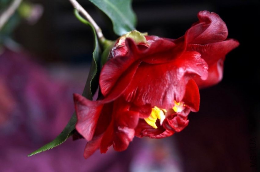 ������С �����ع� DSC02057.JPG