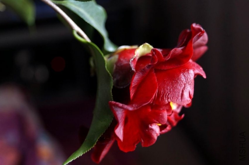 ������С �����ع� DSC02058.JPG