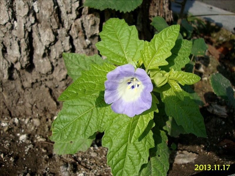 DSC06994.JPG