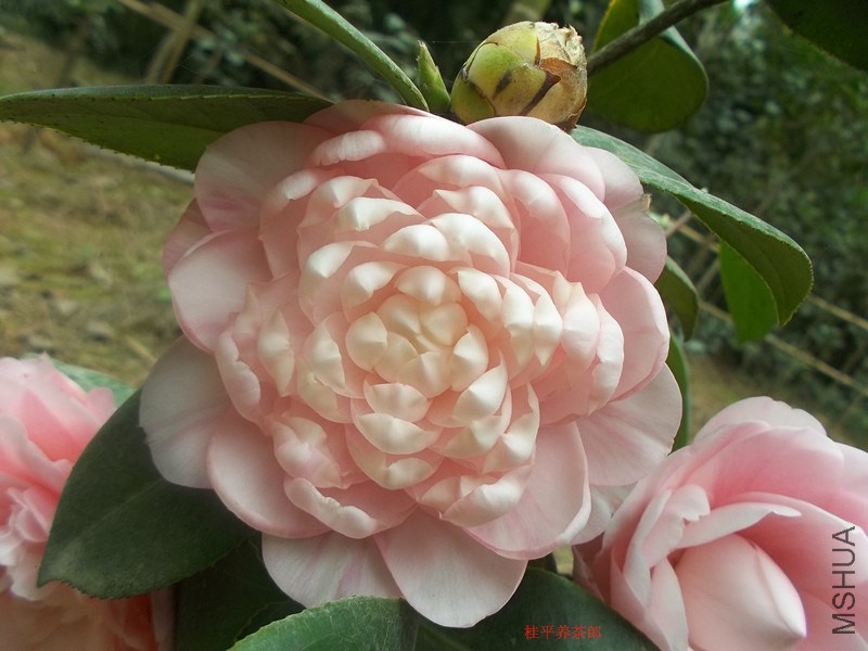 ��Ƭ 024_����.jpg