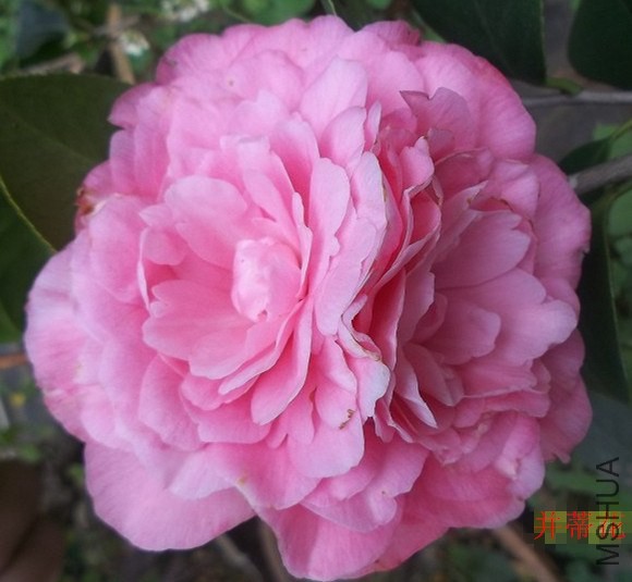 psb (2)_����.jpg