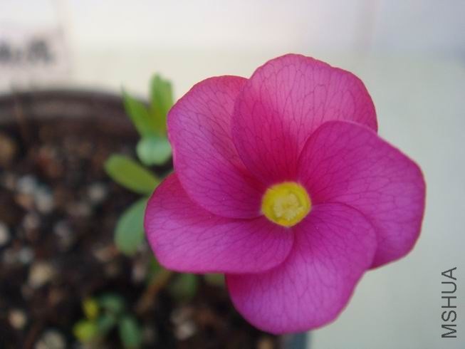 ������С DSC05439.JPG