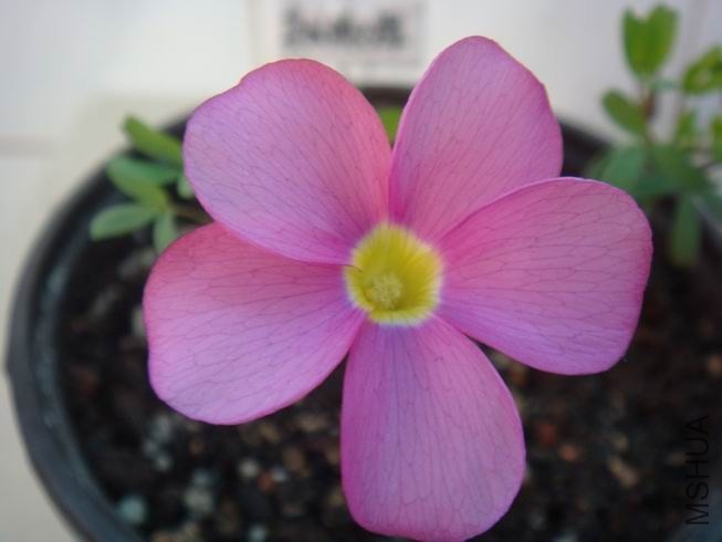 ������С DSC05440.JPG