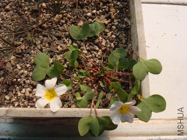 ������С DSC05443.JPG