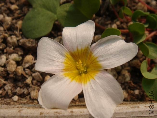 ������С DSC05444.JPG