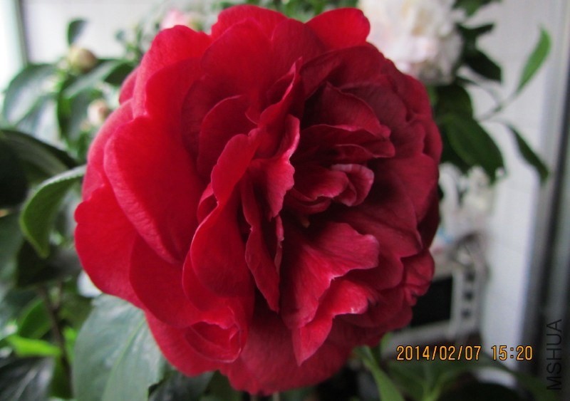 IMG_0137.JPG