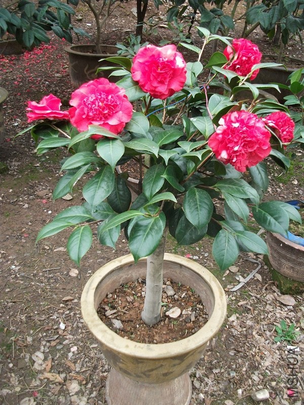 DSCF7091_����.jpg