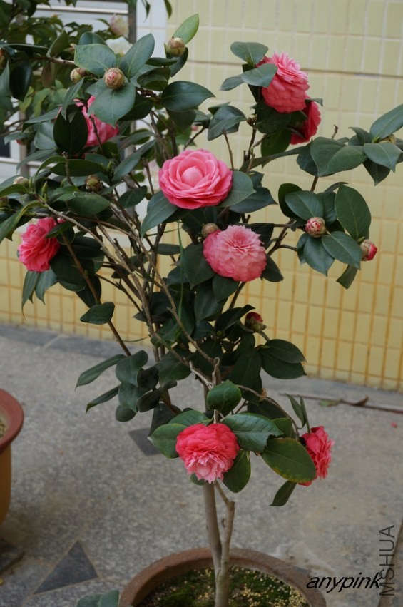 DSC04088-1.jpg