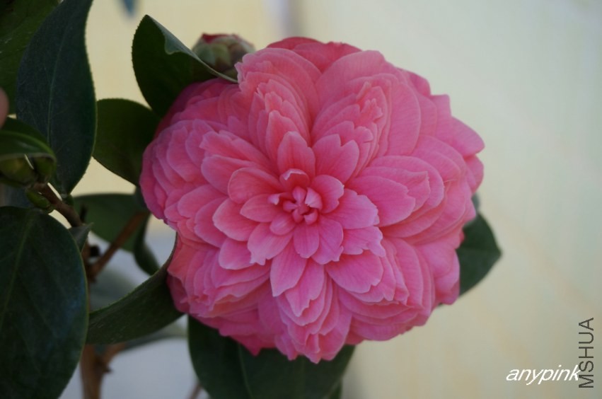 nEO_IMG_DSC03791.jpg