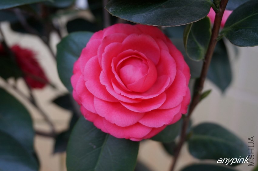 nEO_IMG_DSC03972.jpg