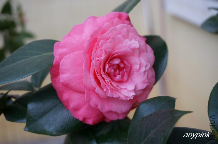 nEO_IMG_DSC03973.jpg