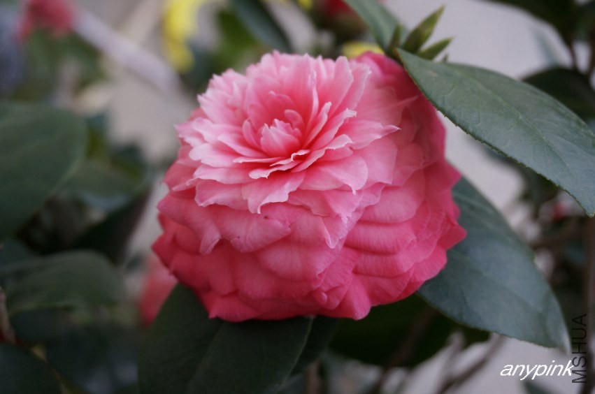 nEO_IMG_DSC03974.jpg
