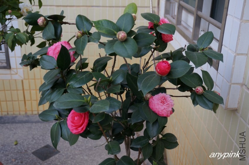nEO_IMG_DSC03975.jpg