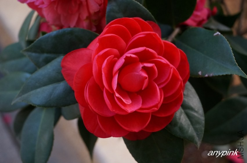 nEO_IMG_DSC03948.jpg