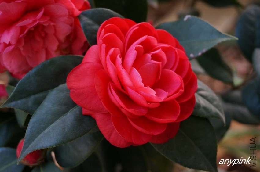 nEO_IMG_DSC03950.jpg